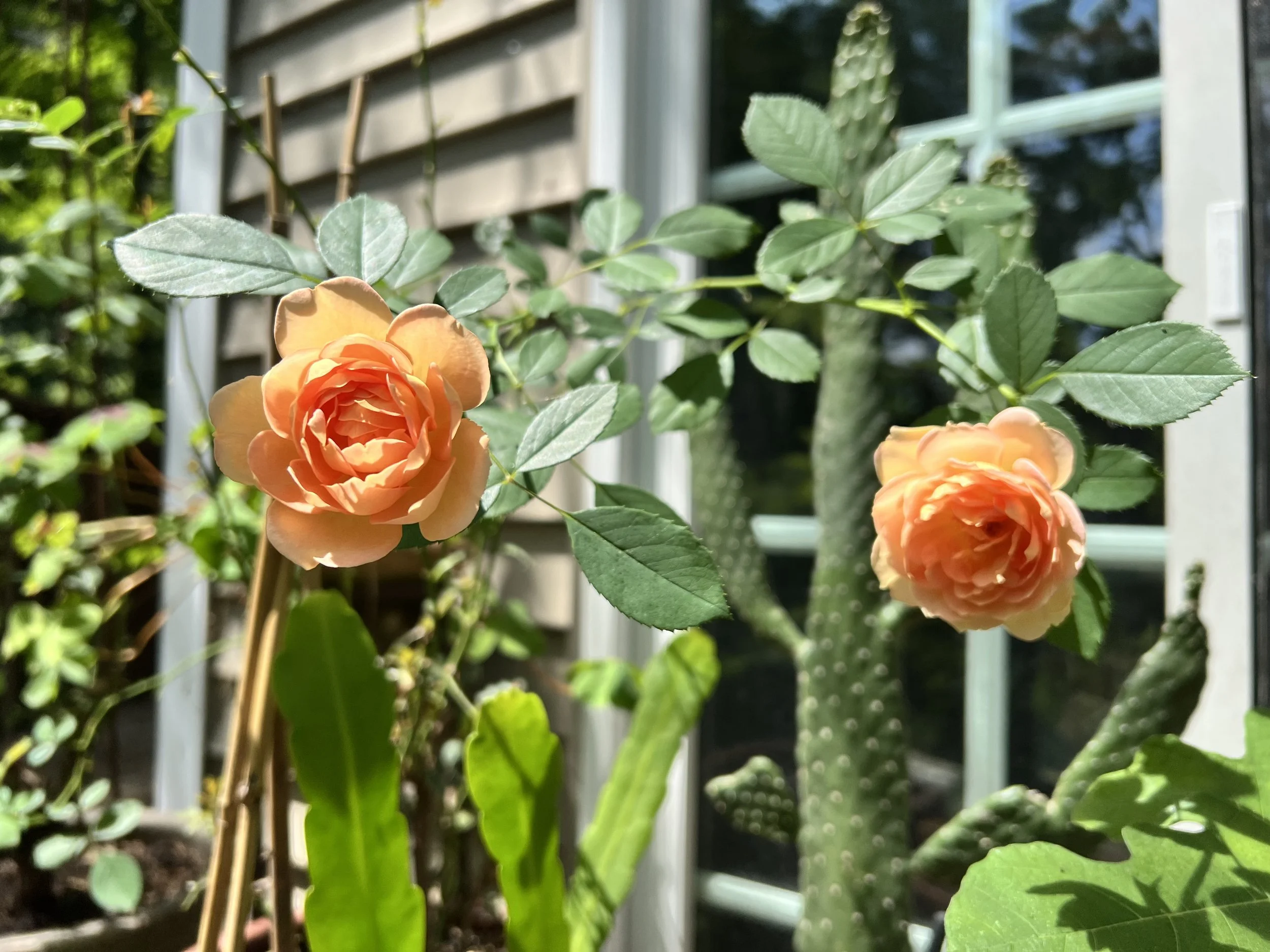 Lady of Shallot Roses.jpeg