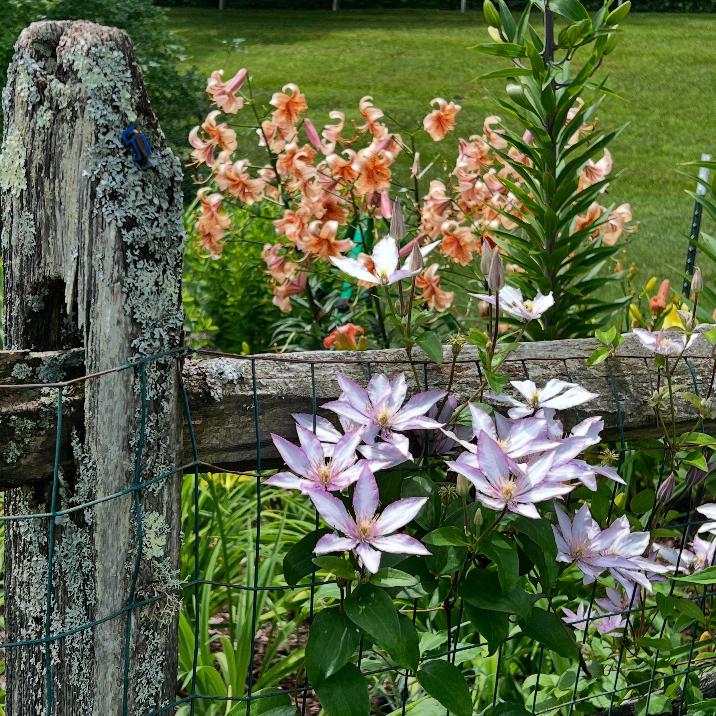 Clematis fence.jpeg