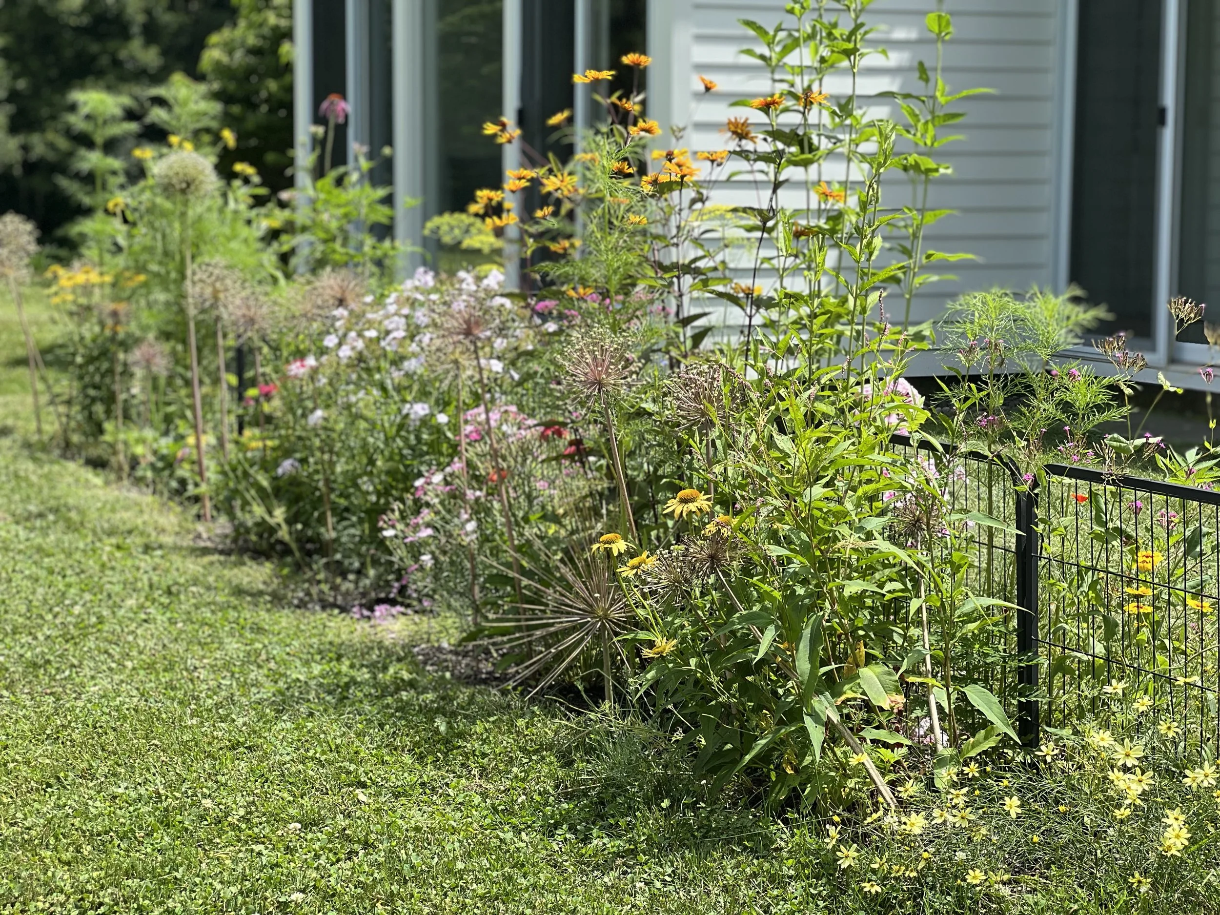 meadow planting.jpeg