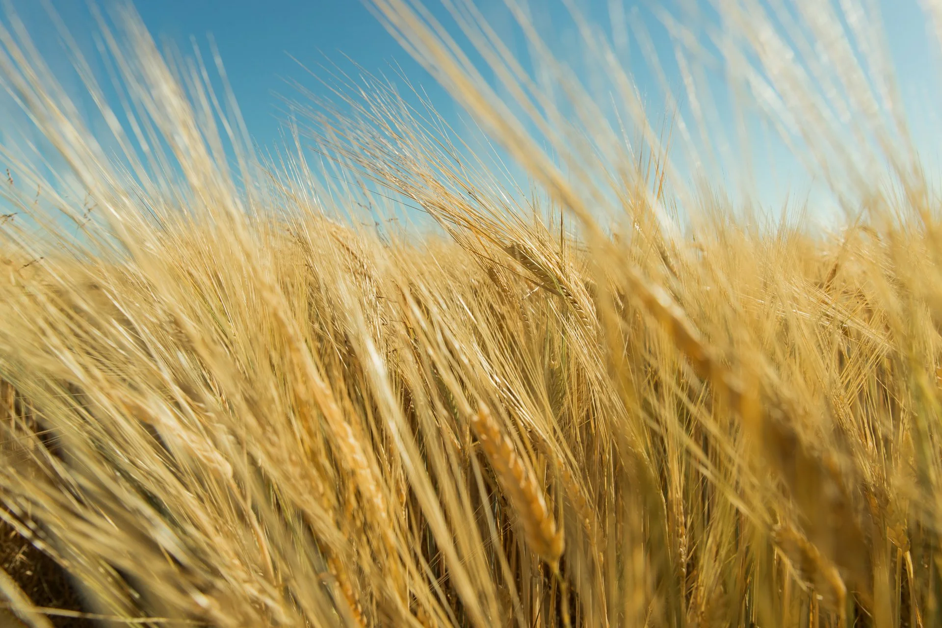 Westland_Distillery_Skagit_Valley_Barley_2.jpg