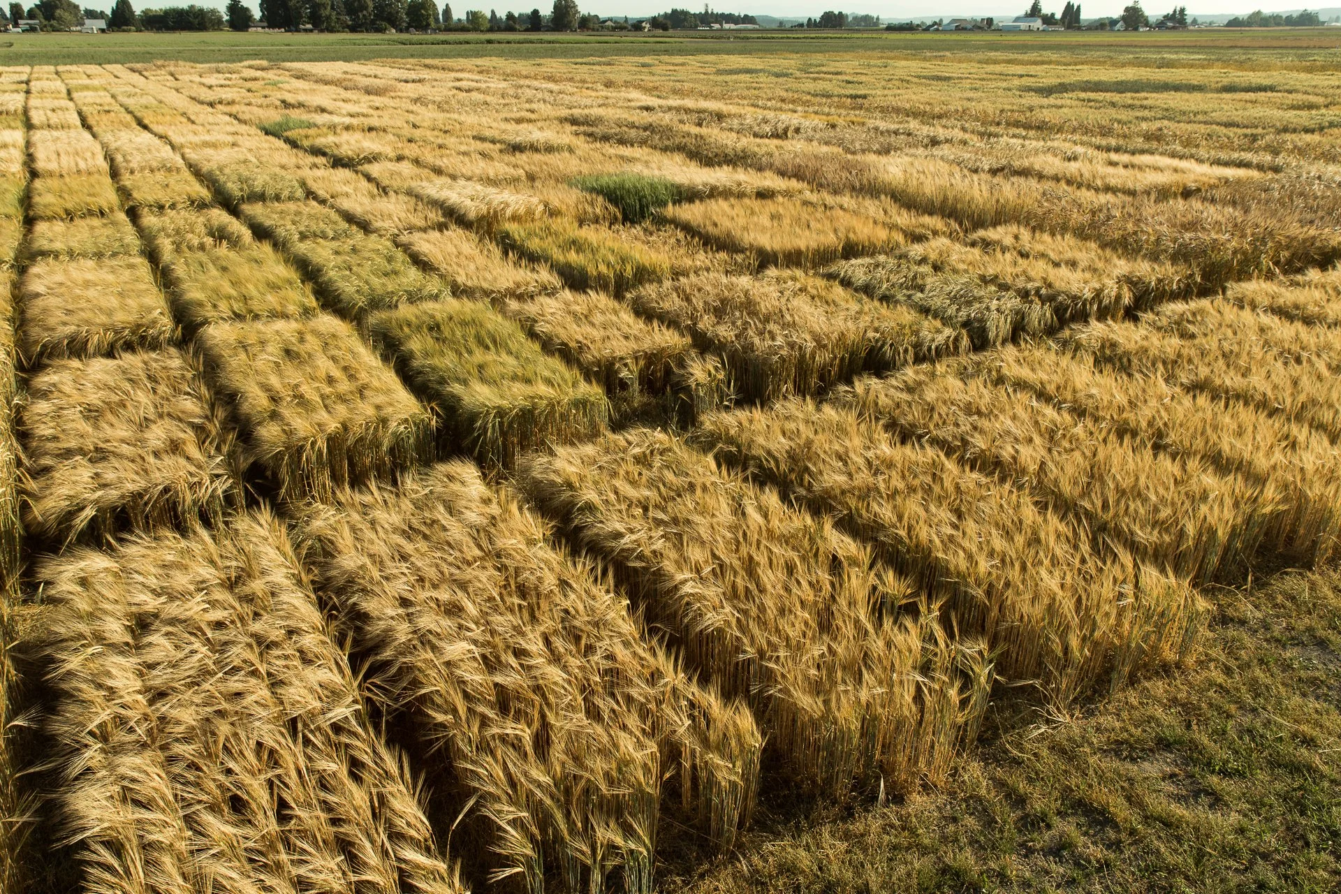 Westland_Distillery_Skagit_Valley_Barley_Breeding_Plots_5.jpg