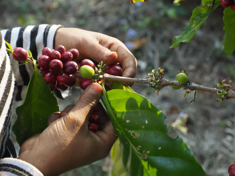 Groundwork_Farm-Hand Picking Coffee.JPG