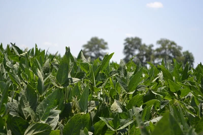 soybeanfield.jpg
