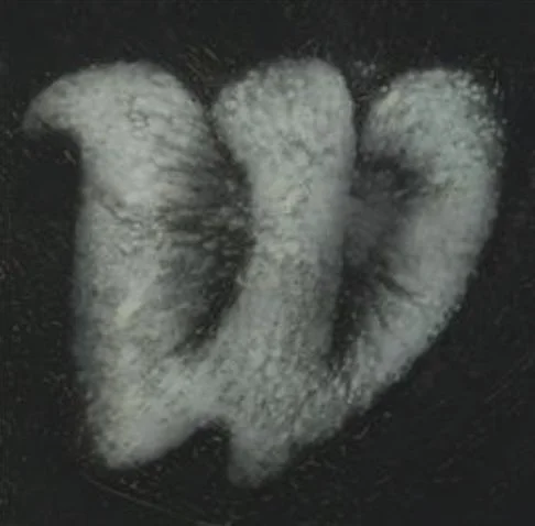 OX7.jpg