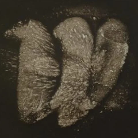 ox2.jpg (Copy)