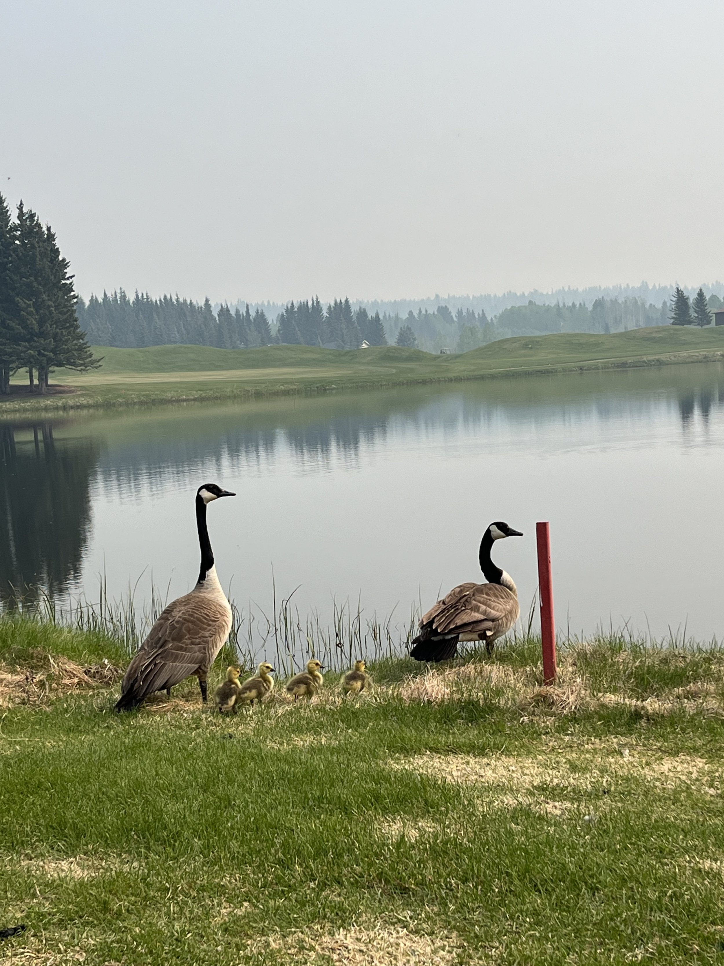 Wintergreen Golf Society