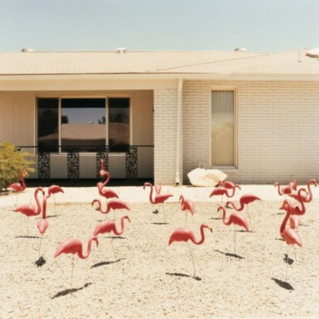 Embrace your flamboyant side! Did you know that a group of flamingos is called a flamboyance? These birds aren't afraid to show off their unique style and neither should you. We celebrate individuality and creativity in all forms. Let's embrace our o