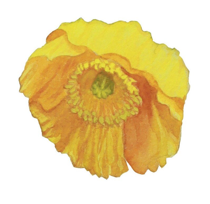 https://i.etsystatic.com/6366842/r/il/32117d/5974914401/il_fullxfull.5974914401_1n1w.jpg