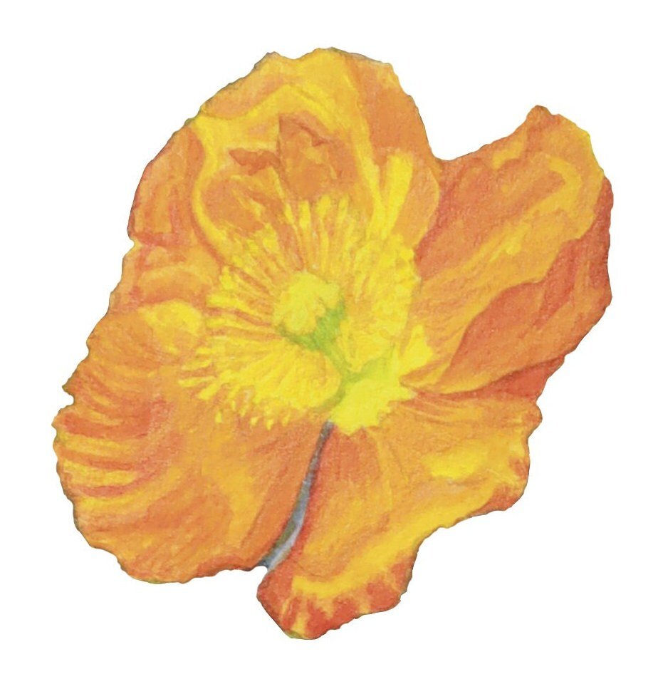 https://i.etsystatic.com/6366842/r/il/d56d6e/5974902761/il_fullxfull.5974902761_l7ur.jpg