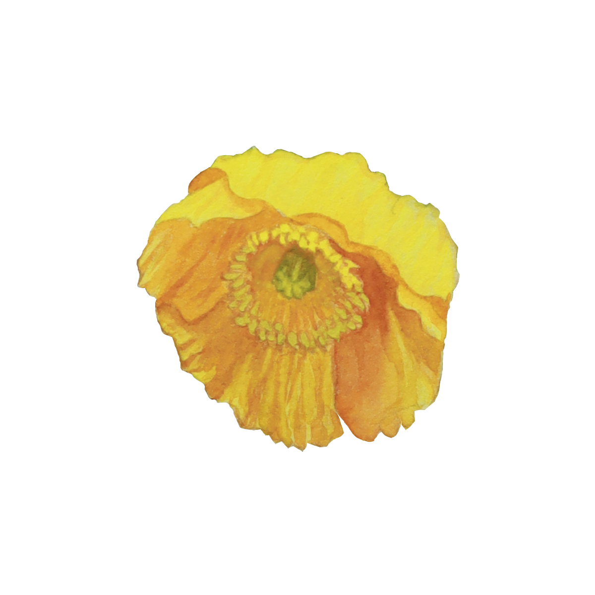 Yellow Poppy Sticker
