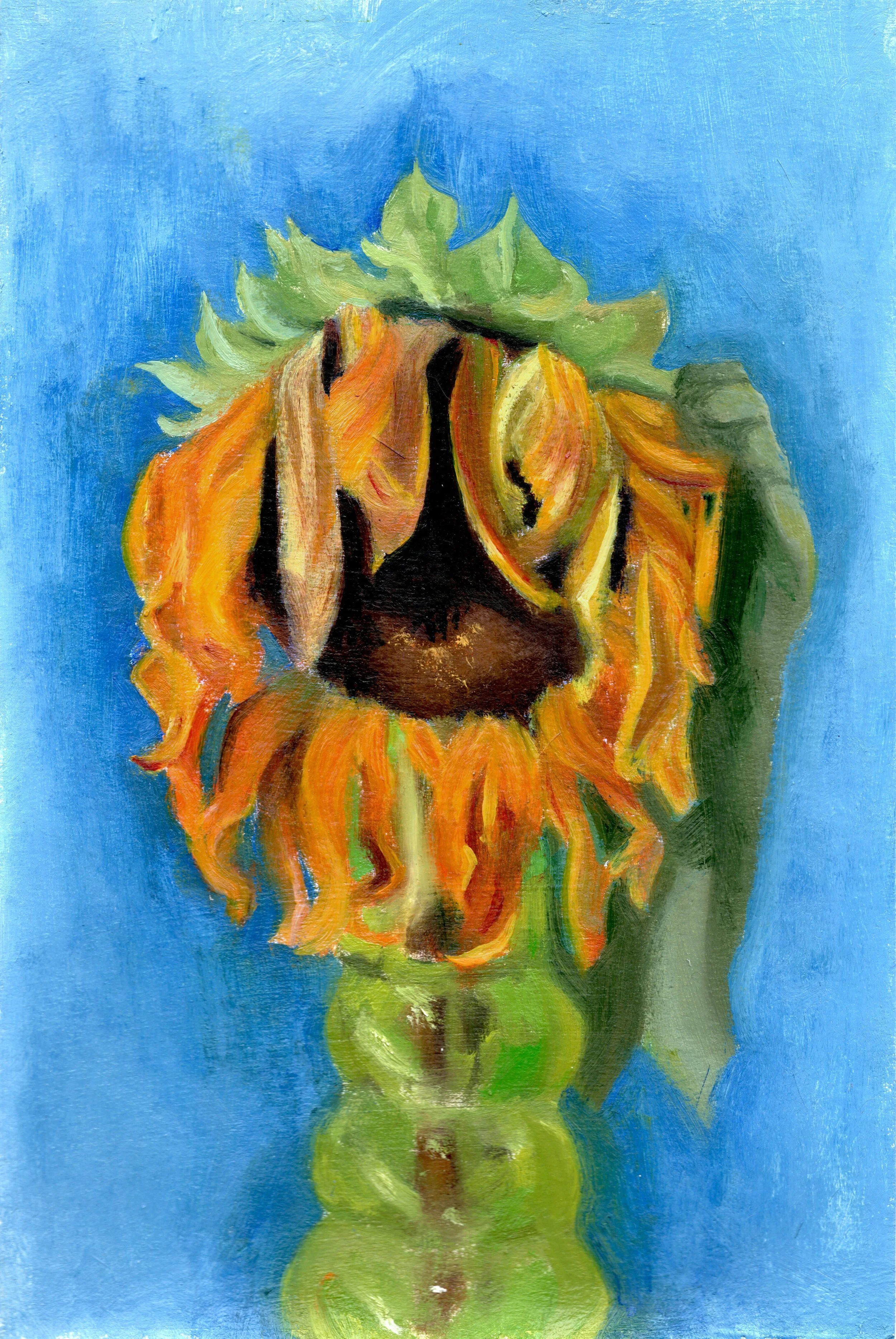 Wilted Sunflower.jpg