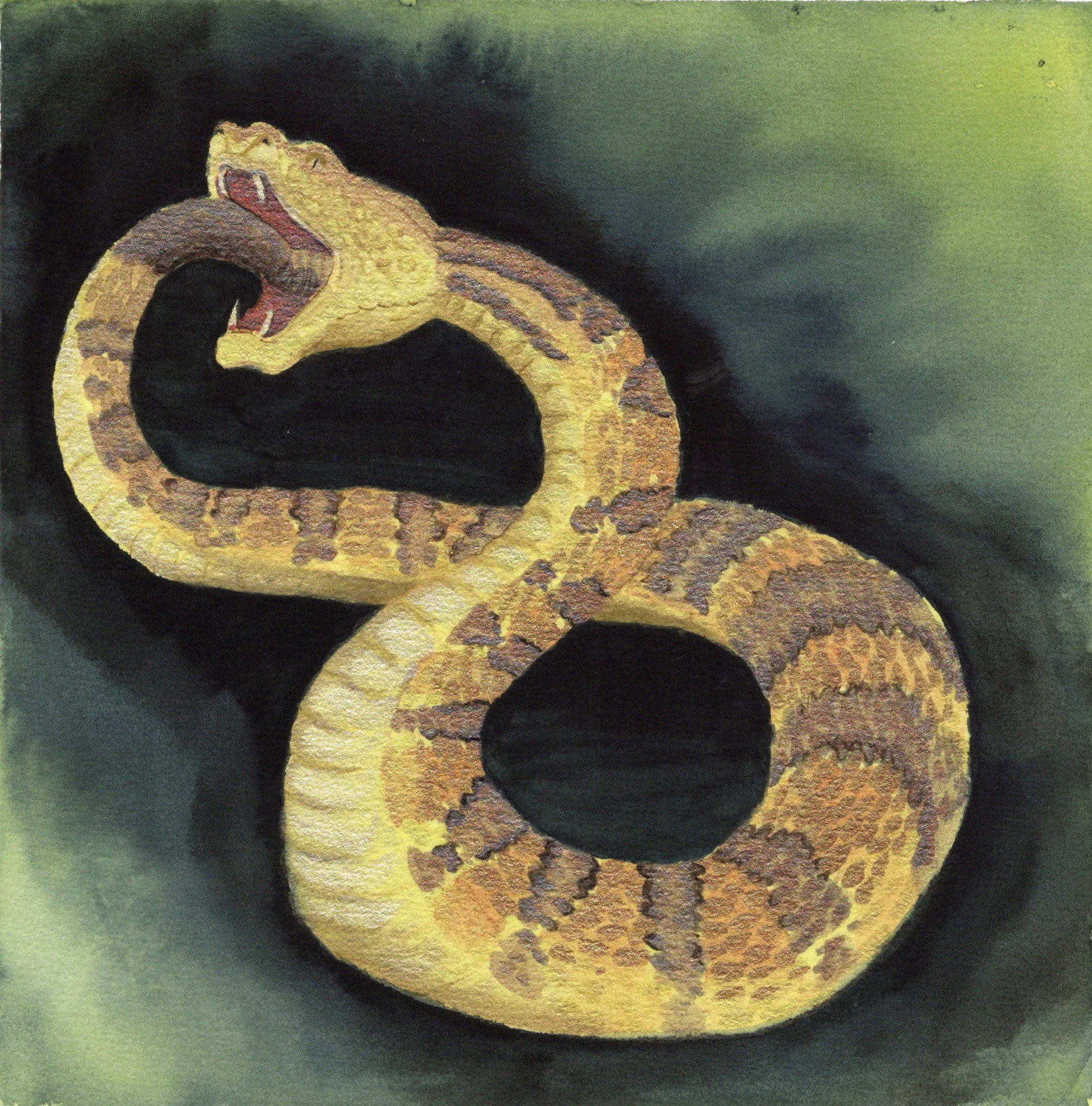 A painting of a yellow and brown patterned snake coiled on a dark green and black background, with its head raised and mouth open.