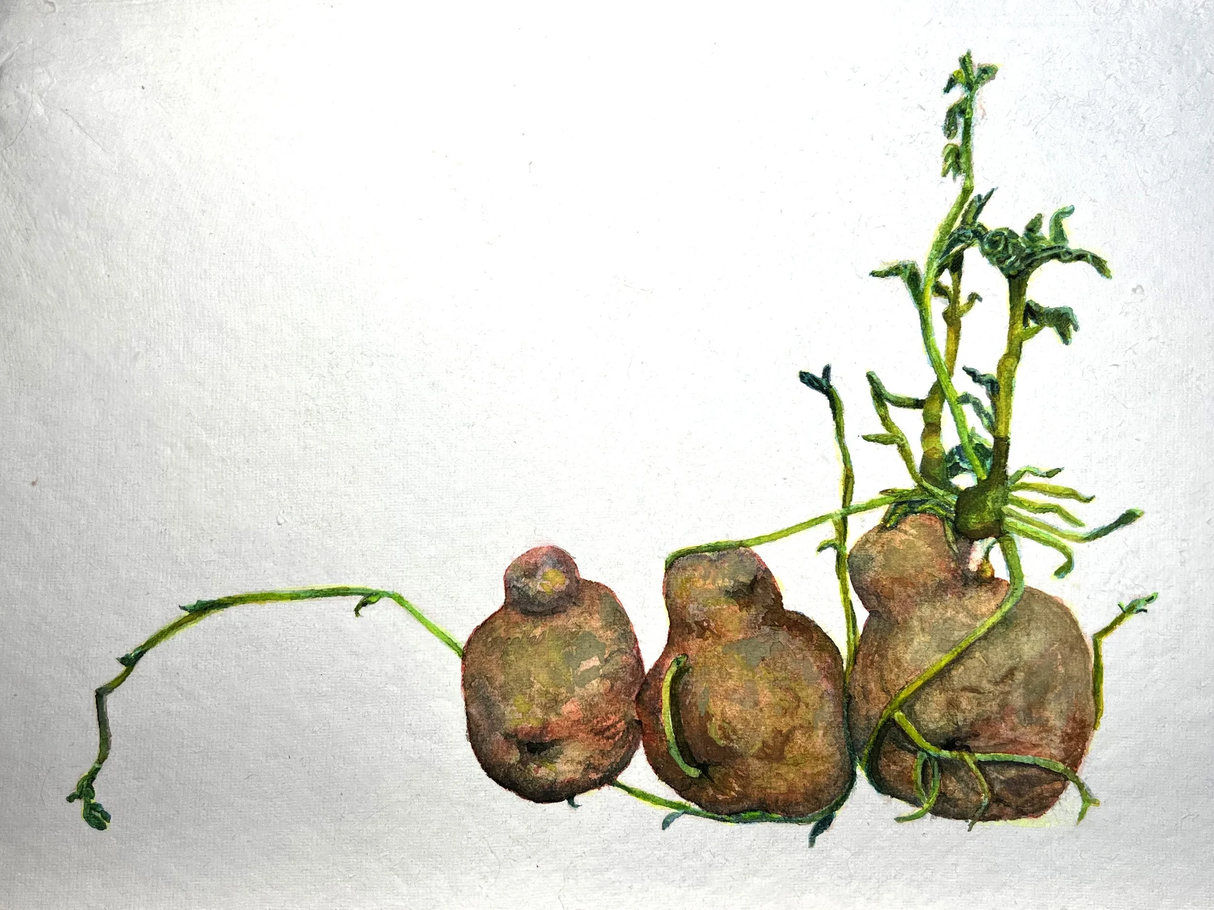 Four potatoes with green sprouting shoots on a white background.