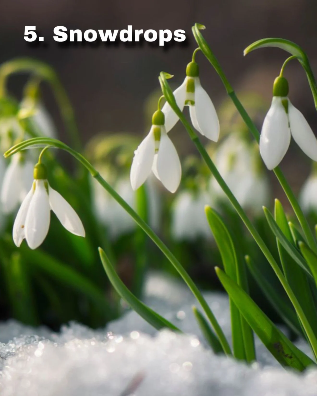 6 PLANTS WITH WINTER INTEREST THAT THRIVE IN THE UK