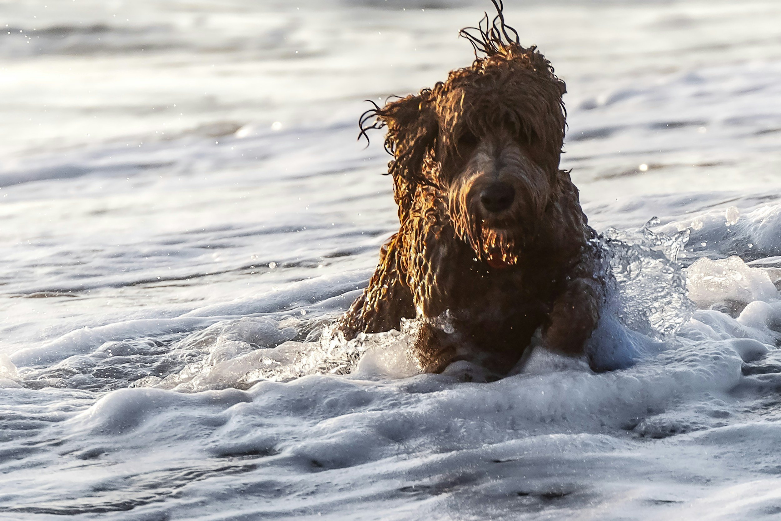 Laguna Beach Pet‑Friendly Condos: Pricing, Amenities, and Lease Rules 2026