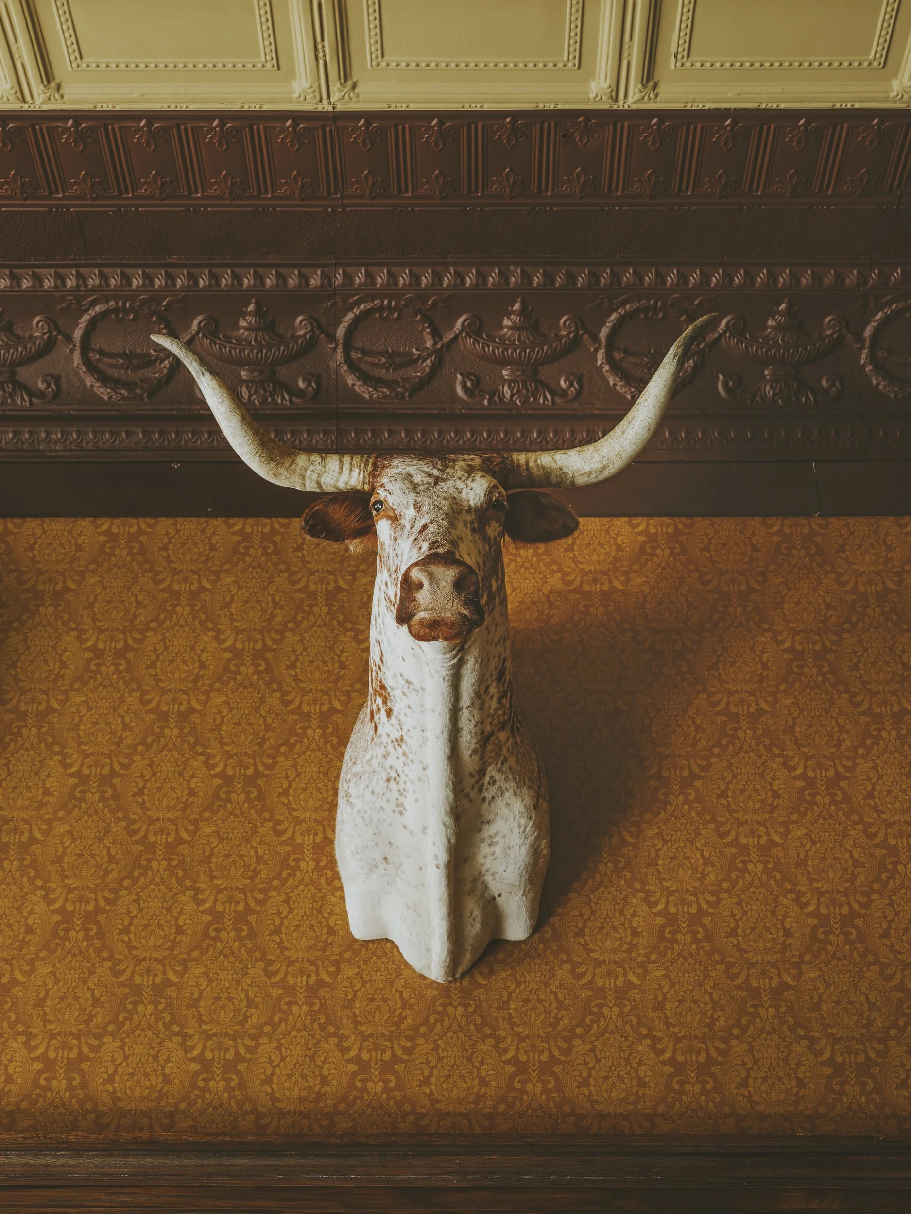 Design photography steer detail Bozeman, MT