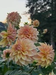 Miss Amara Dahlia Tuber