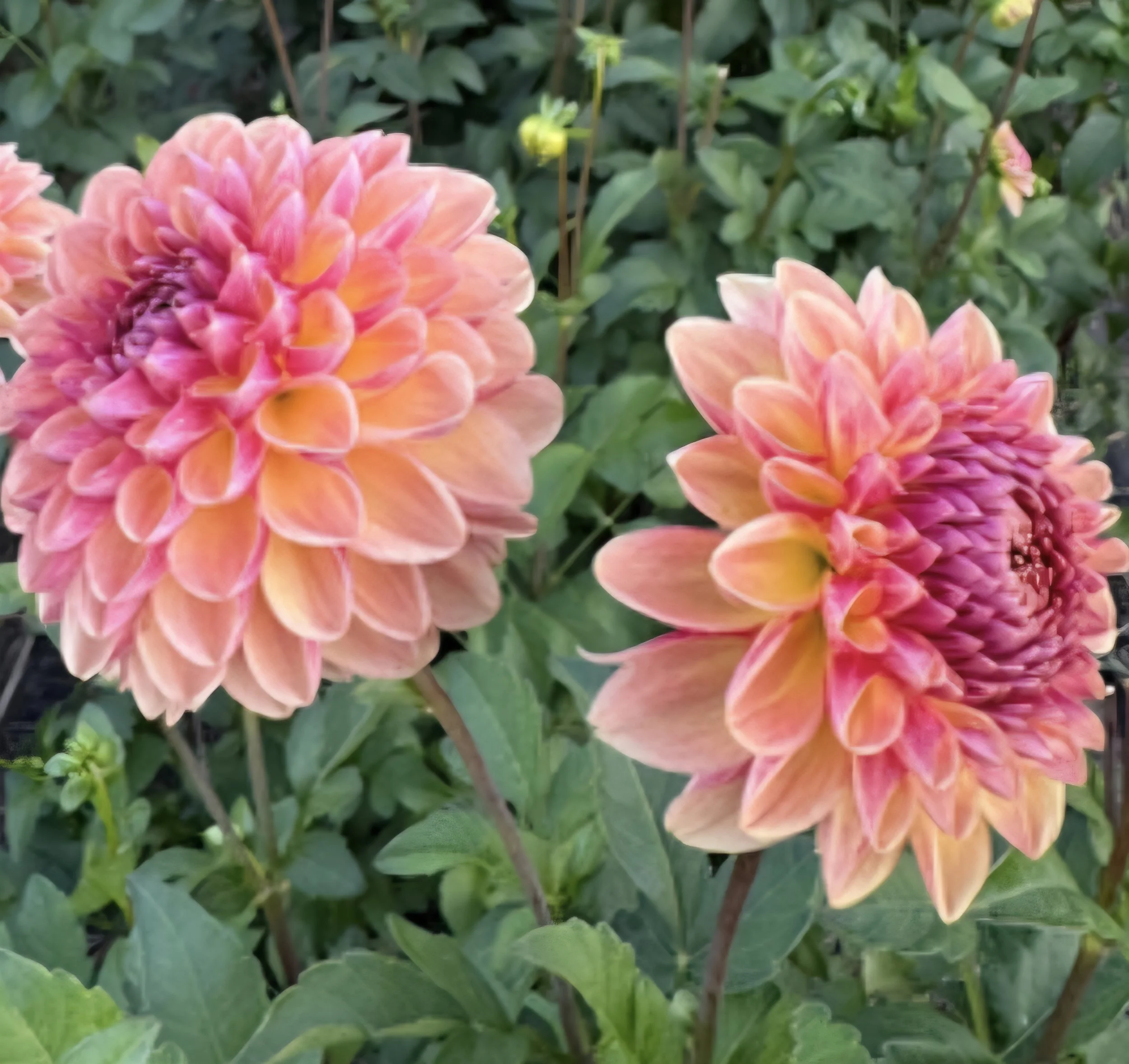 Coseytown Bounty Dahlia Tuber