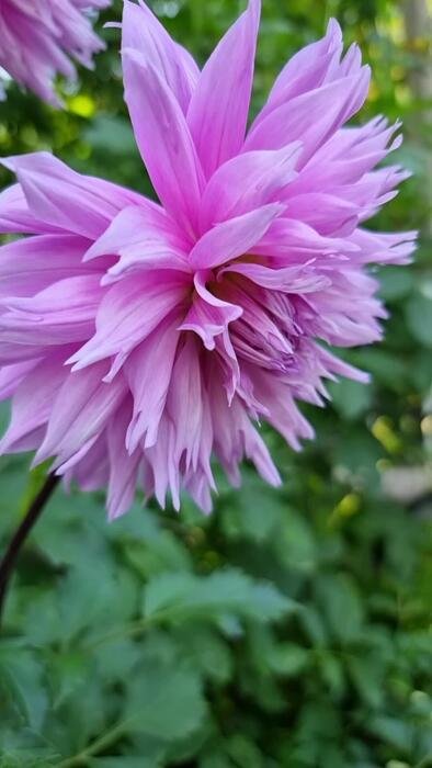 detailed-close-up-of-a-purple-and-pink-dahlia-in-full-bloom-surrounded-by-lush-green-foliage-in-a-serene-garden-video.jpg