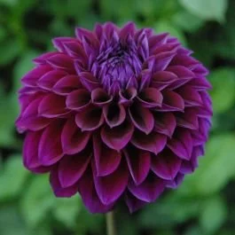 108-diva-001_1.jpg