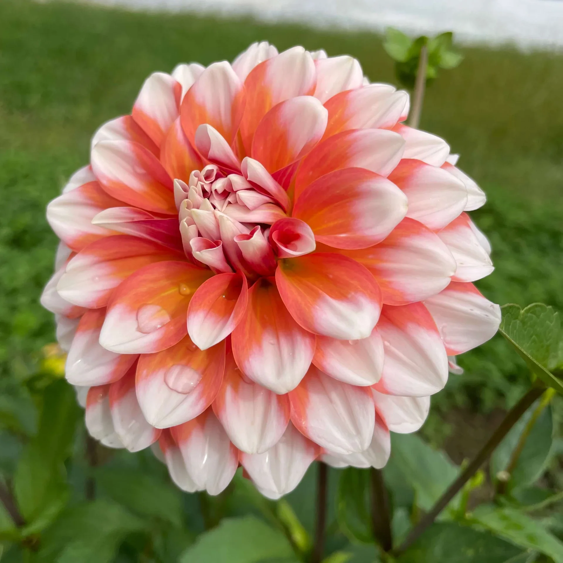 ALaModeBloom.webp