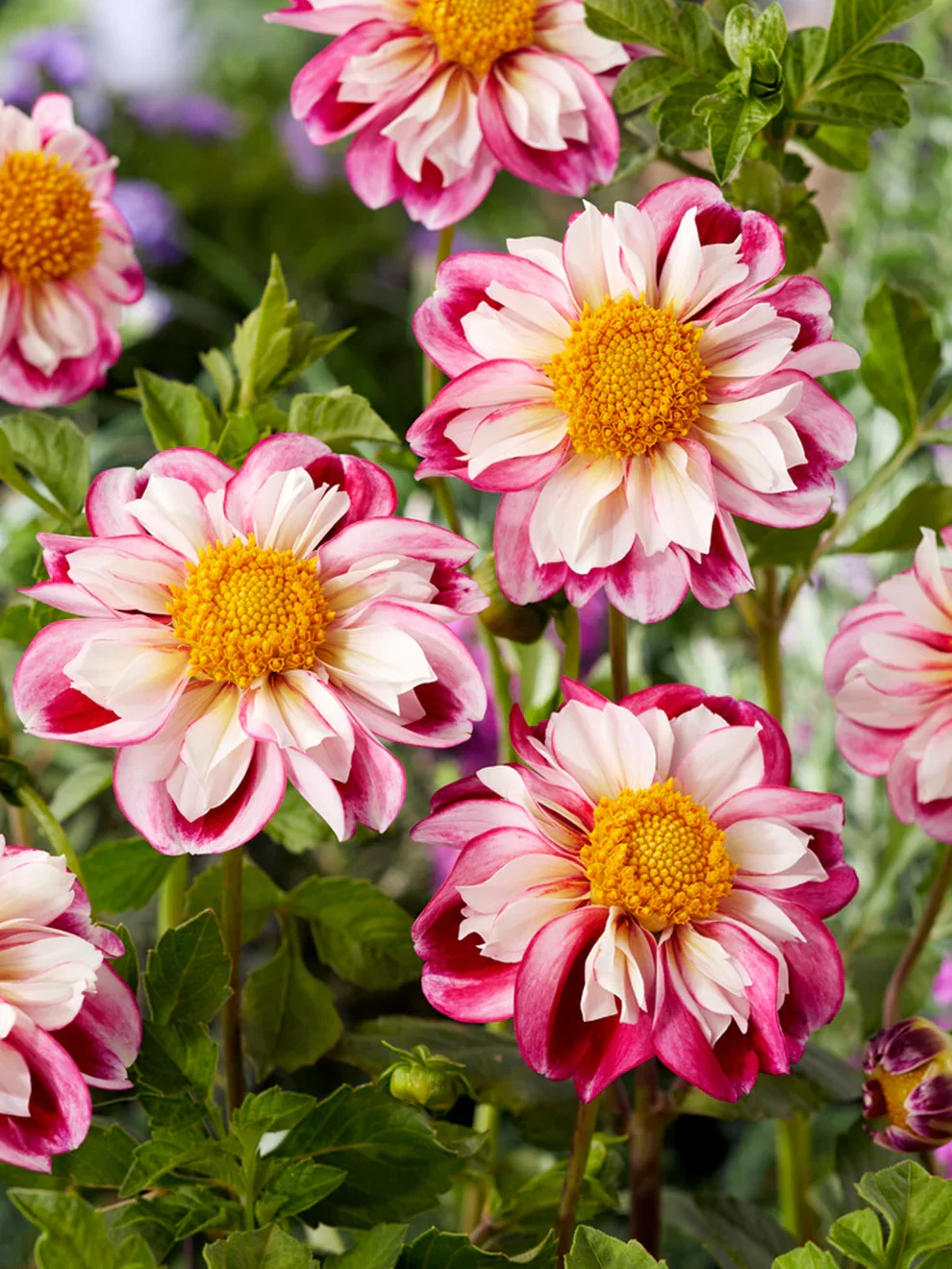 Bumble Rumble Dahlia Tuber
