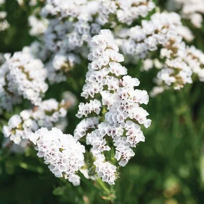 Statice Hipster 160 trays