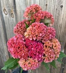 roseorange.jpg