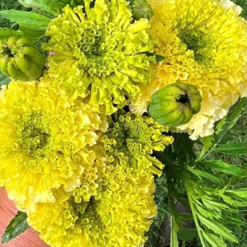 Limegreenmarigold.jpg