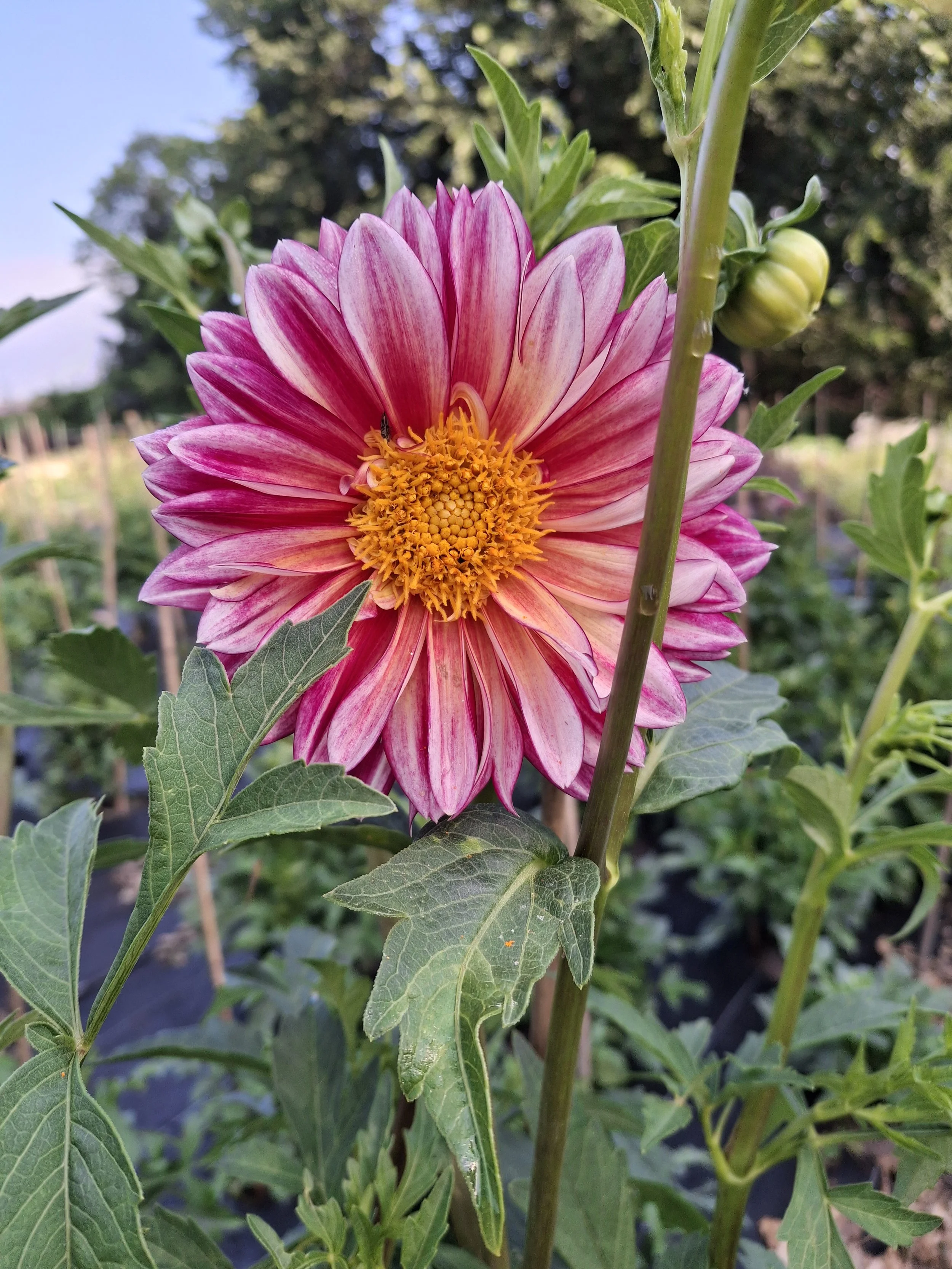 Lolly Dahlia Tuber (Florwegian Original)