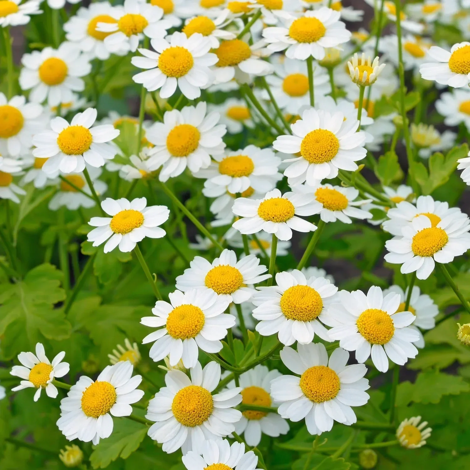 Feverfew Matricaria Vegmo Single 125 tray
