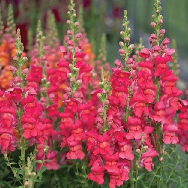 04983_01_maryland_flamingo_snapdragon.jpg