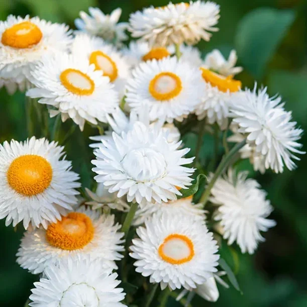 Strawflower Helichrysum 210 tray