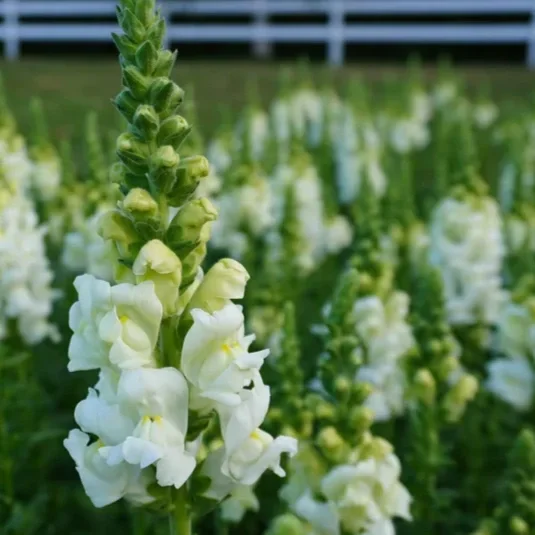 Snapdragons 210 tray