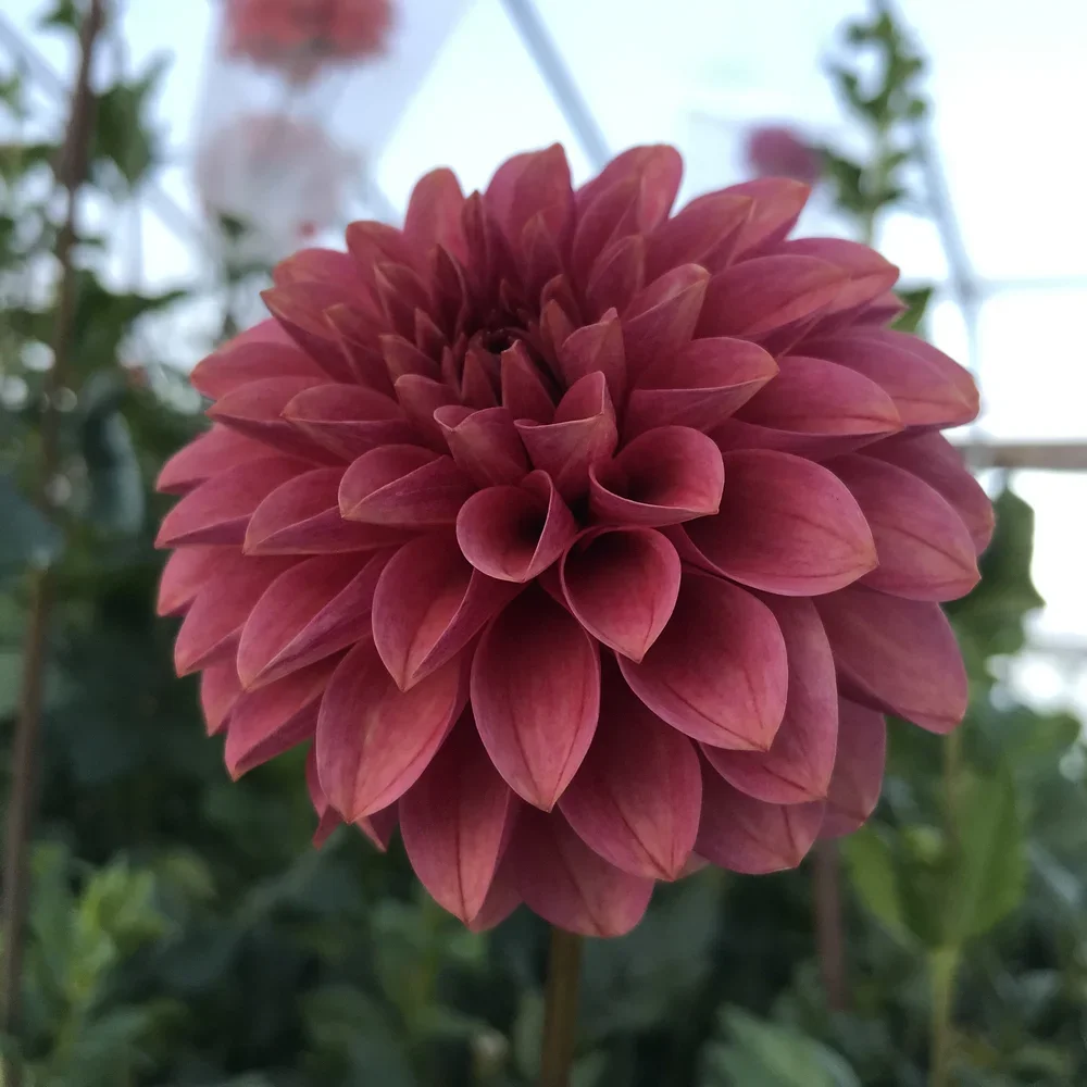 KAs+Rosie+Jo+Dahlia+Tuber.1a.webp