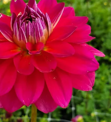 Dazzle Me Dahlia Tuber