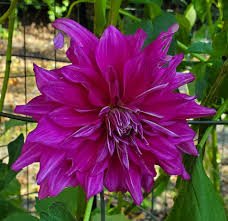 purple tajeijo.jpg