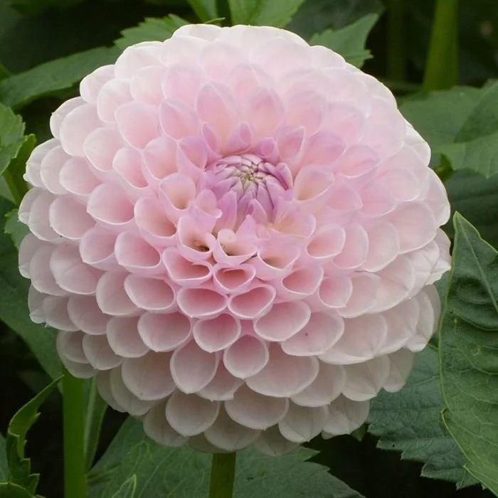 Megan Dean Dahlia Tuber