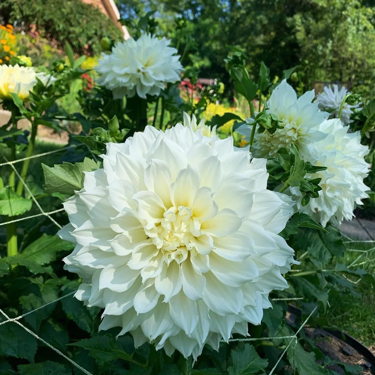 Fleur Dinnerplate Dahlia Tuber