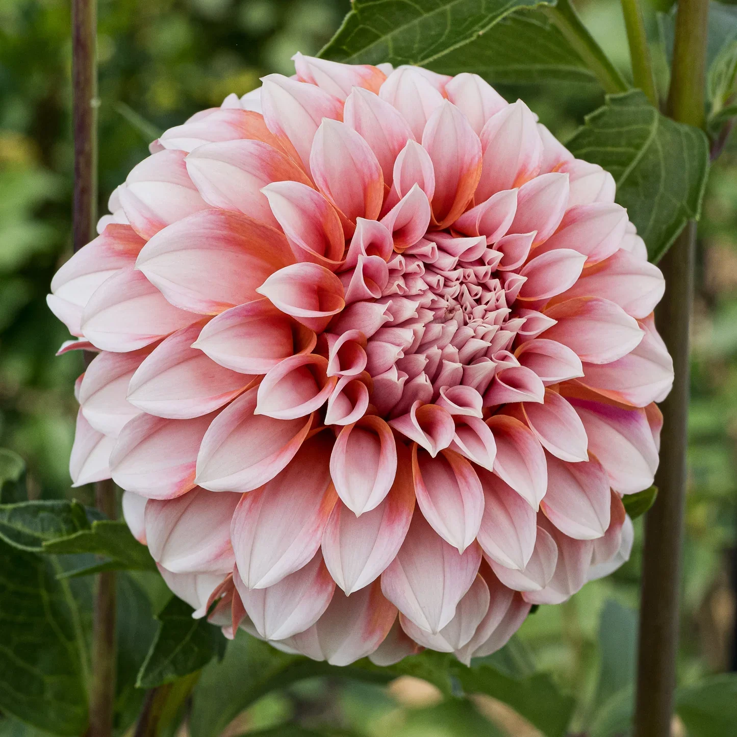 Peaches_N_-Cream.webp