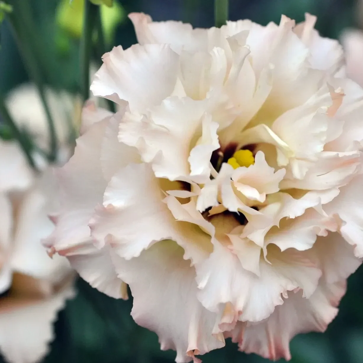 Lisianthus Voyage 160 tray