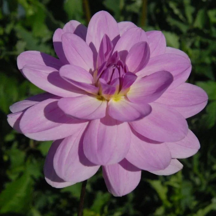 sandia_shomei.webp