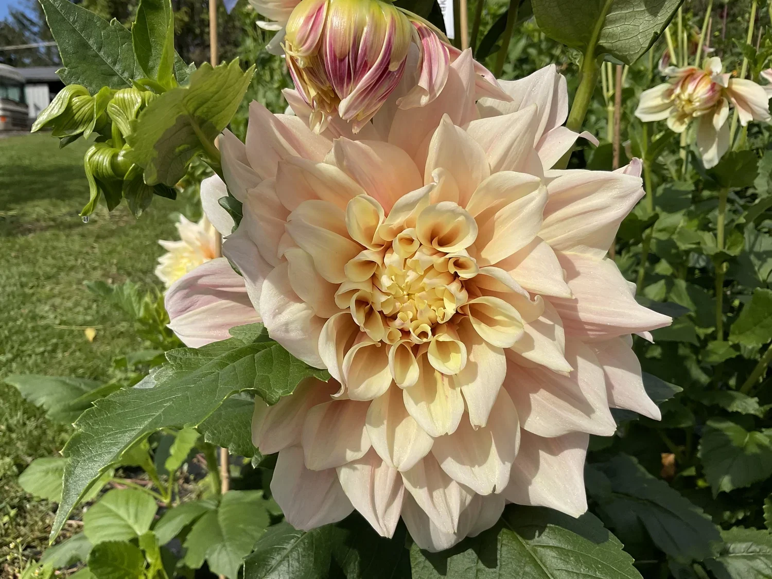 Break Out Dahlia Tuber