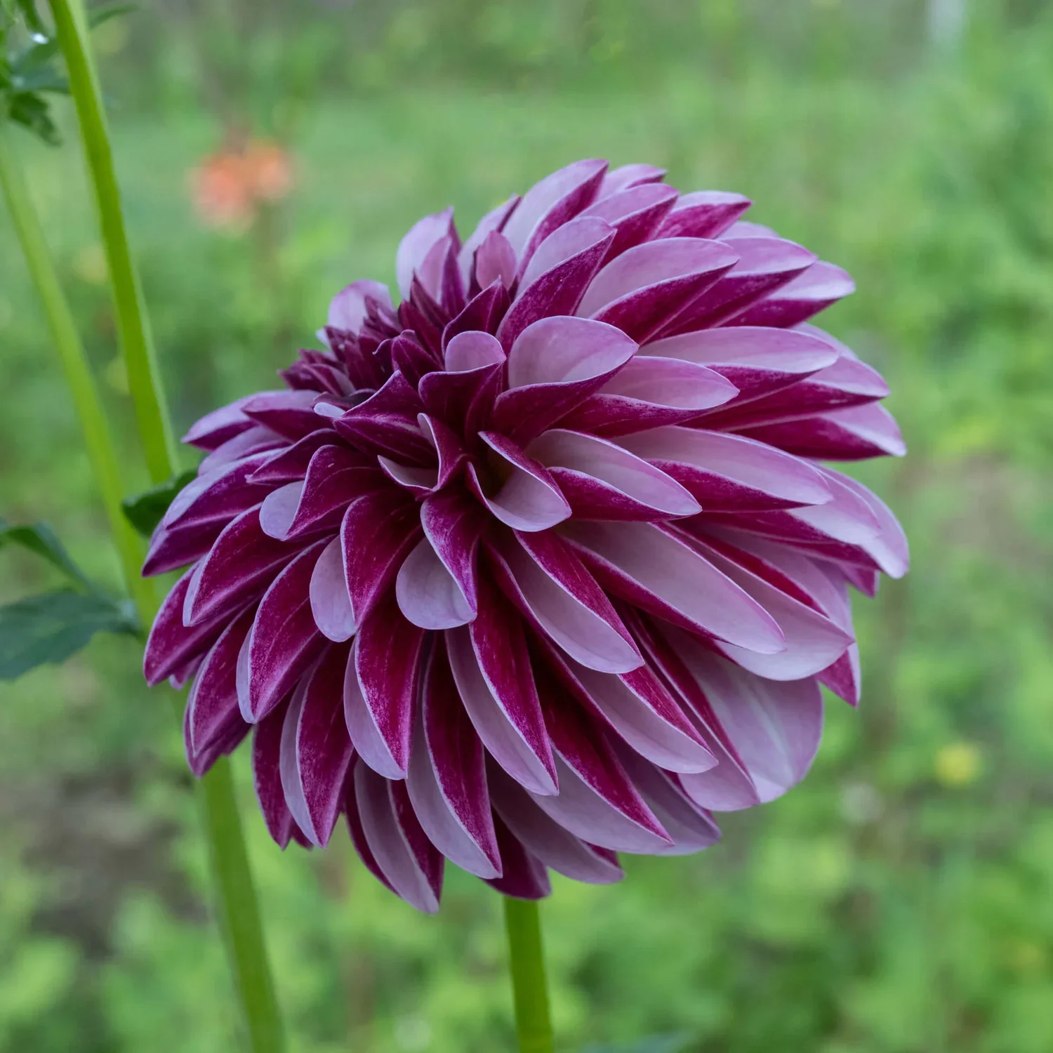 SalishTwilightGirl.webp