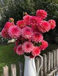 Jabberbox Dahlia Tuber