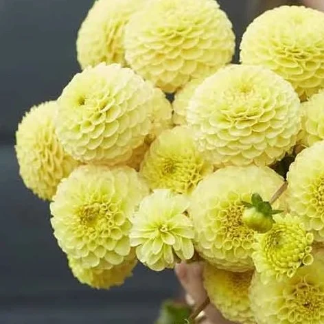 Buttercup Dahlia Tuber