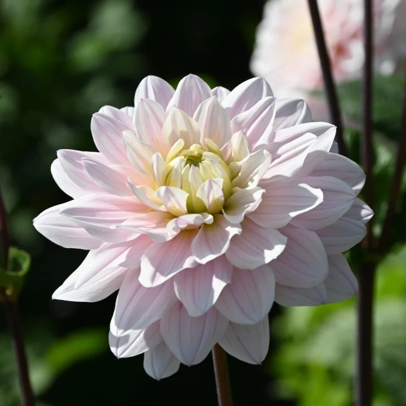 Silver Years Dahlia Tuber