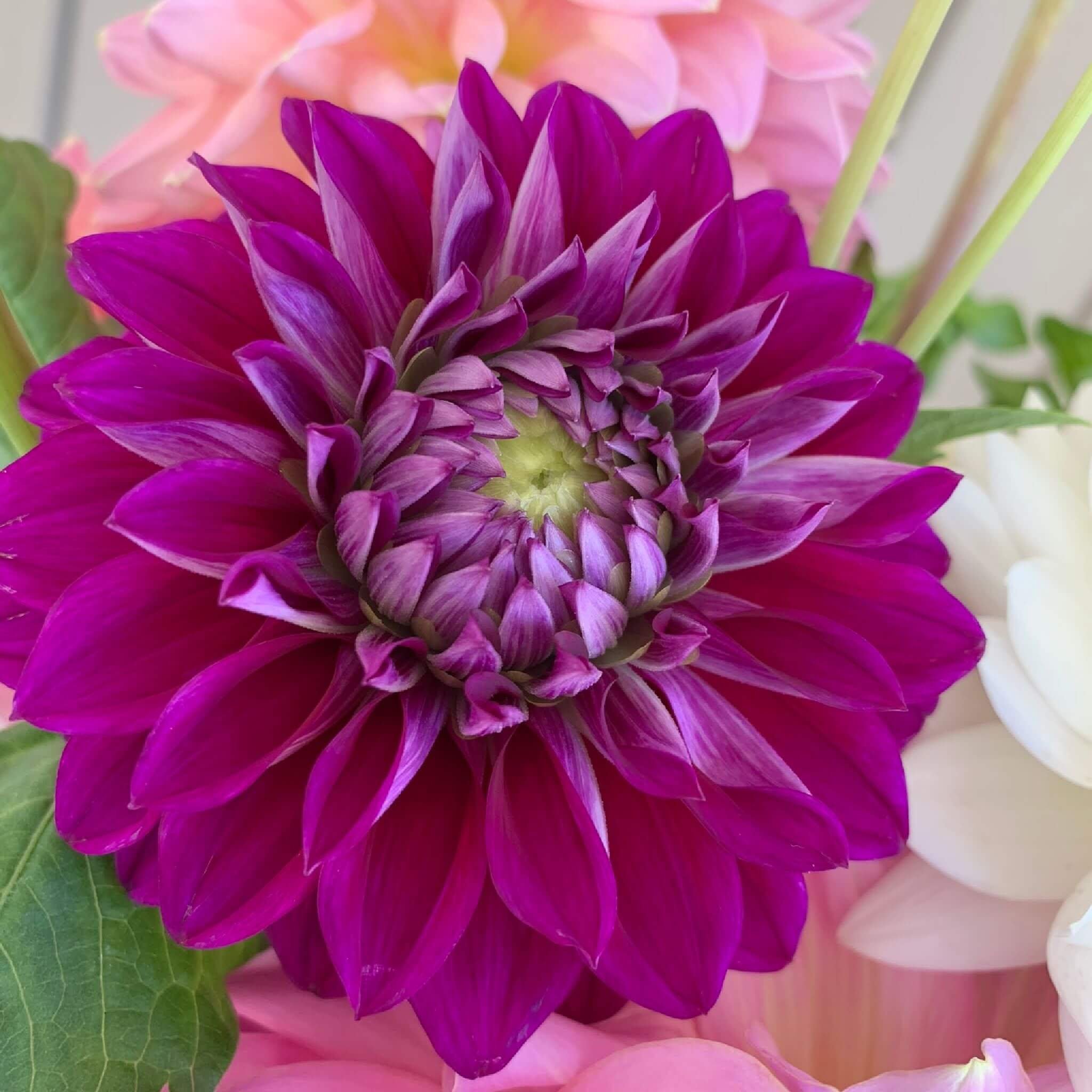 Diva Dahlia Tuber