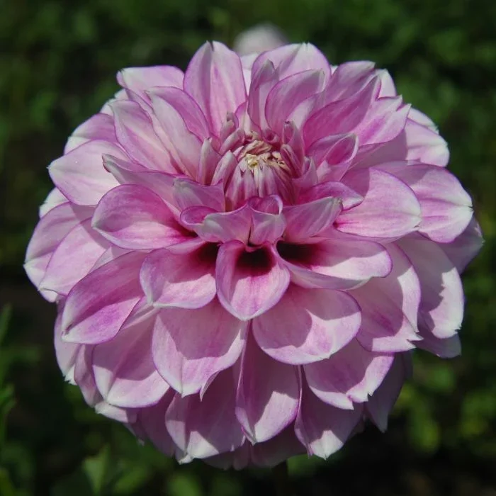 Blackberry Ice Dahlia Tuber