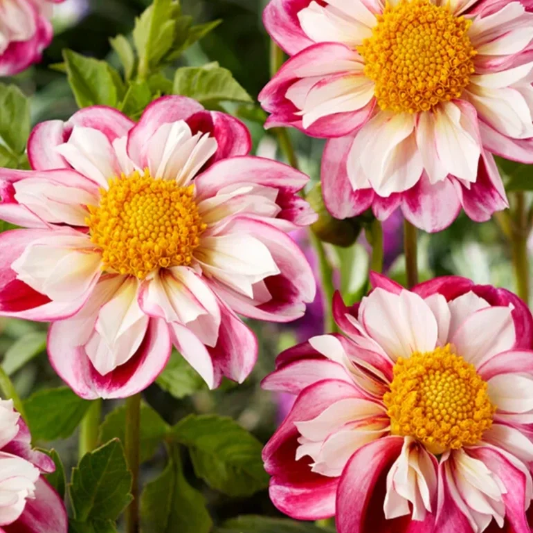 Dahlia_Bumble_Rumble-1.webp